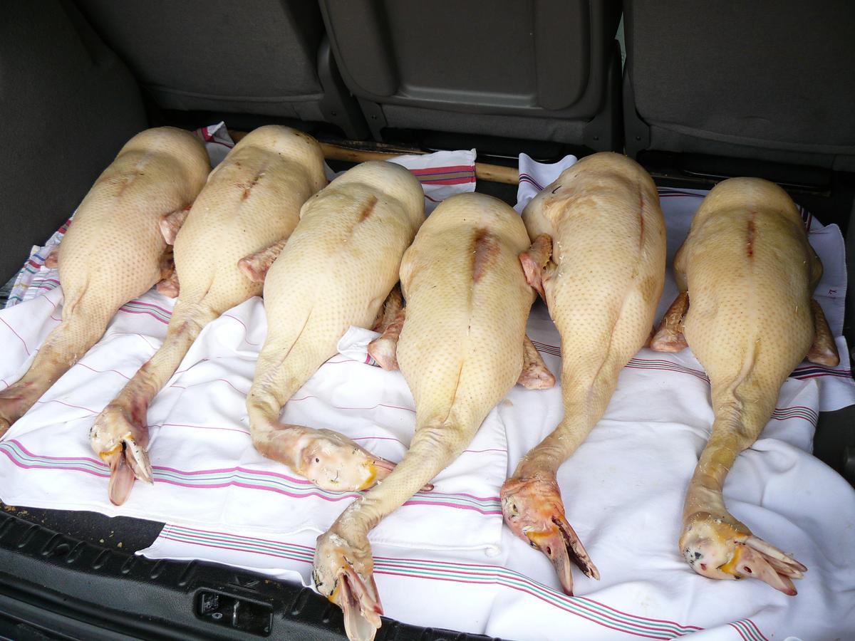 Gite Au Bouzigues Monlaur-Bernet Esterno foto